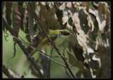 White - naped Honeyeater