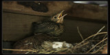 Blackbird Baby