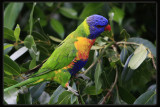 Rainbow Lorikeet