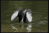 Pelican