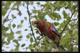 Crimson Rosella - Juvenile