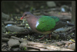 Emerald Dove
