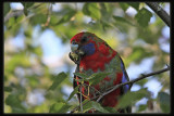 Crimson Rosella - Juvenile