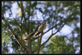 Grey Fantail