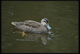 Pacific Black Duck
