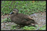 Pacific Black Duck