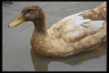 Khaki Duck
