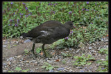 Dusky Moorhen - Juvenile