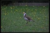 Australian Masked Lapwing