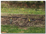 Yellow Rosella 