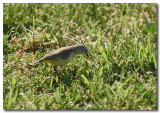 Yellow-rumped Thornbill 