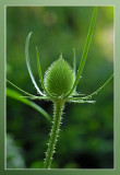 Thistle Chardon Distel