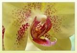 orchidee