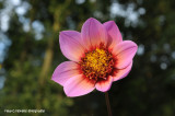 Dahlia in the evening sun