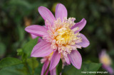 Dahlia mariposa