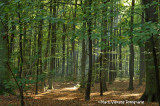 speels zonlicht door de bomen op een mooie herfstdag