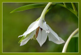 gladiolus callianthus Acidanthera