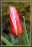 tulp