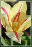 tulp tulip tulipe