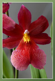 orchidee rood familie miltoniopsis