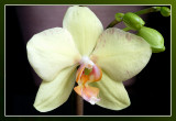 orchid green
