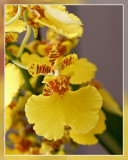 orchid yellow 