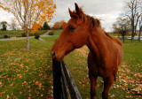 Mosby Heritage Area Association - - - - - - Long Branch Historic House & Farm