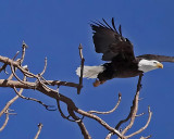 Bald eagle at Big Bear Lake