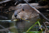 IMG_4602-1.jpg  beaver 