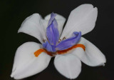 Wild Iris