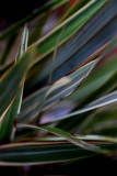 Flax
