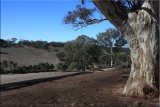 Ancient tree in the paddocks 