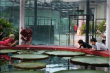 Walking around the lily pond