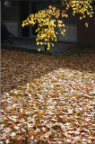 Carpet of leaves...