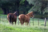 Horses - 18