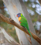 Rainbow lorikeet on a treebranch