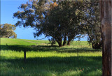 Wildflowers and wildlife (kangaroos)