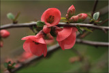 Flowering quince