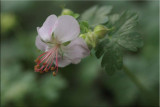 Geranium 