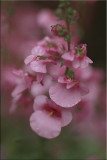 Diascia