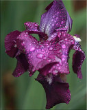 Flag iris
