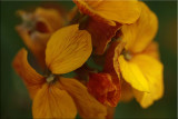 Wall flowers