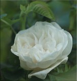 Alba Maxima