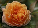 Crown Princess Margareta