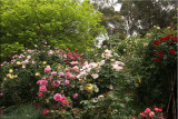 Rose garden in bloom 2