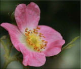 Rosa eglanteria, sweet briar