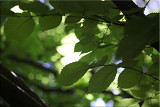Under the elm tree in summer