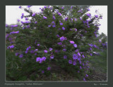 Lilac hibiscus