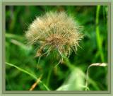 Wild grass seed
