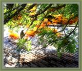Birds in grevillea robusta